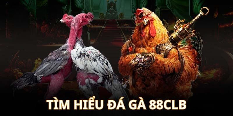 Tìm hiểu về trò chơi đá gà được kê sư yêu thích